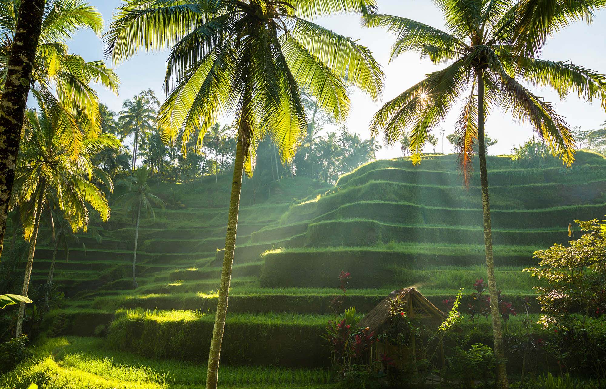Vietnamese Rice Village